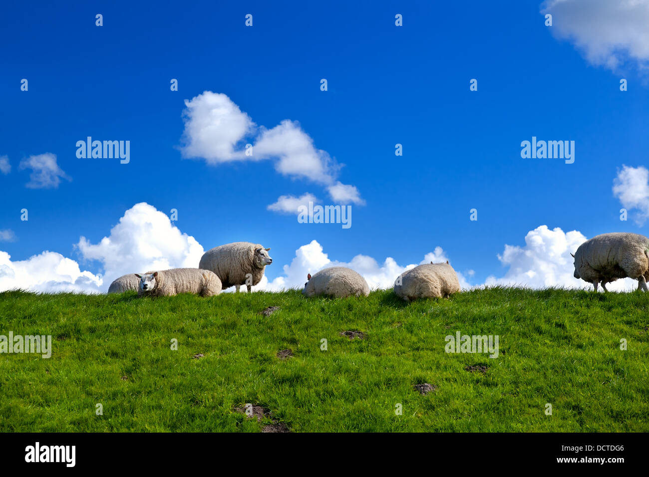 sheep on green pasture over blue sky Stock Photo - Alamy