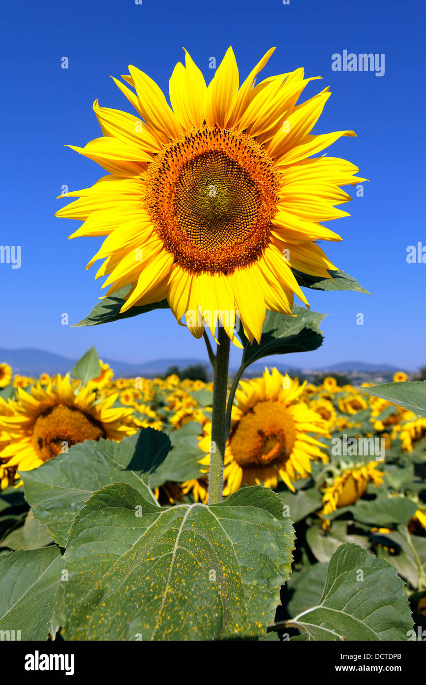 sunflower field with blue sky Stock Photo - Alamy