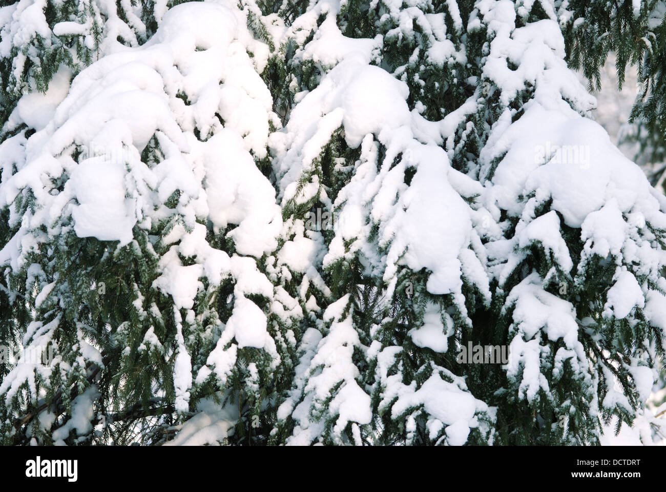pine and snow Stock Photo - Alamy