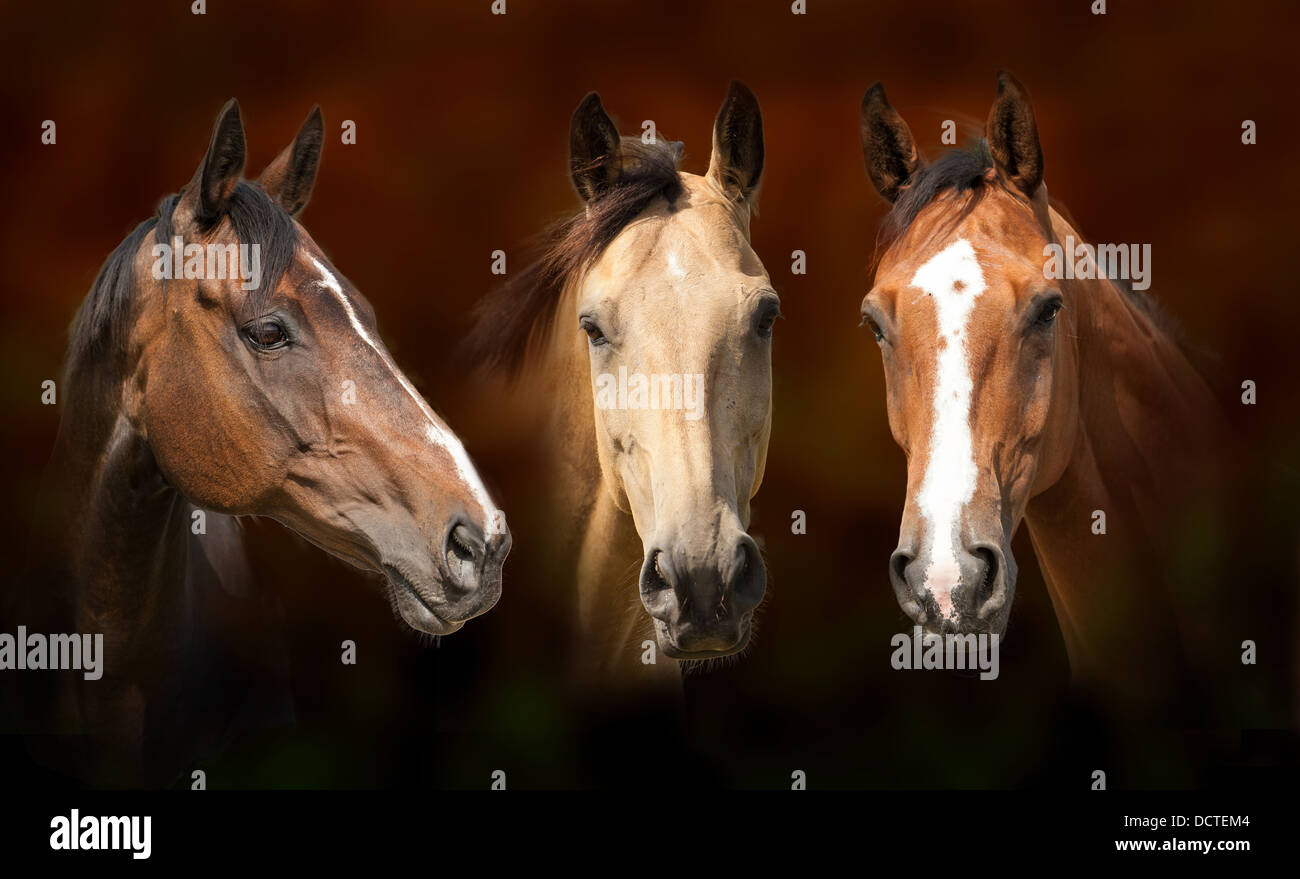 Studio portrait of three horses Stock Photo