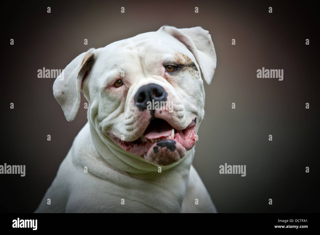 How Long Do American Bulldogs Teeth