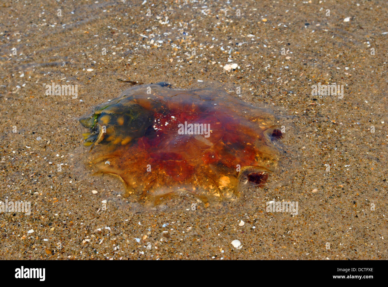 Jellyfish Latin name Rhopilema nomadica Stock Photo