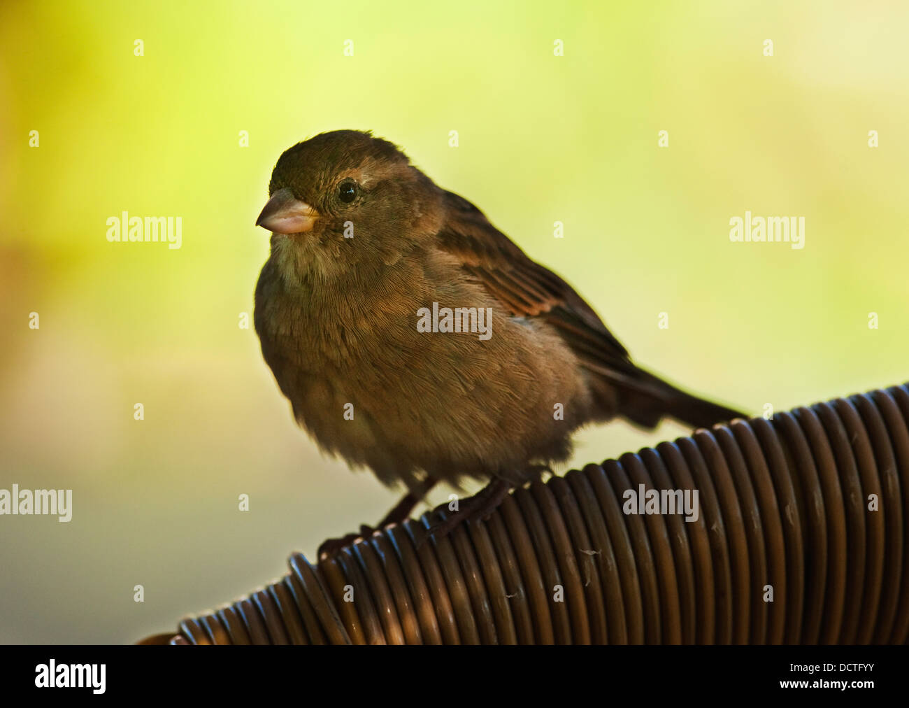 A Sparrow; Tarifa, Cadiz, Andalusia, Spain Stock Photo