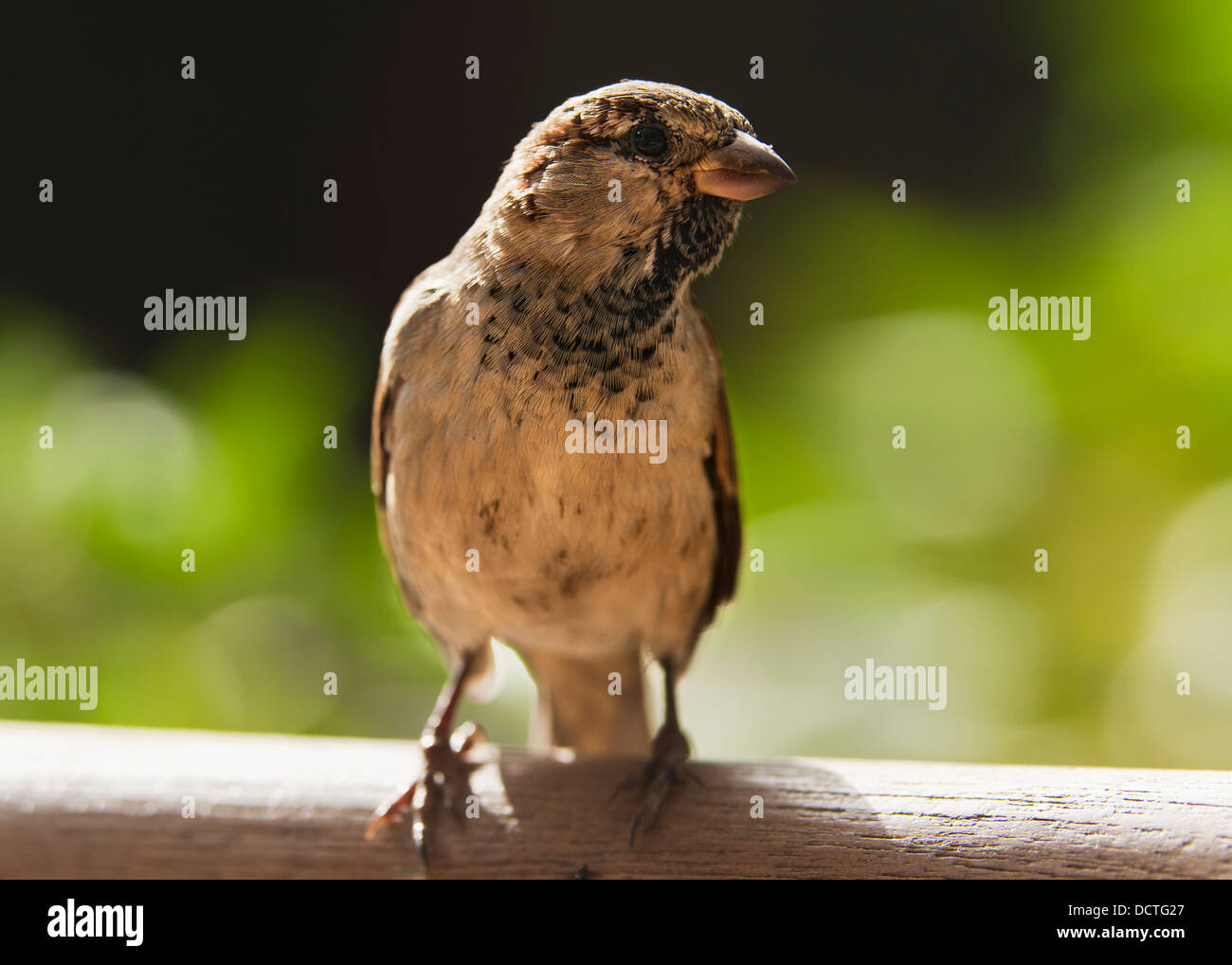 A Sparrow Perched On A Wooden Beam; Tarifa, Cadiz, Andalusia, Spain Stock Photo
