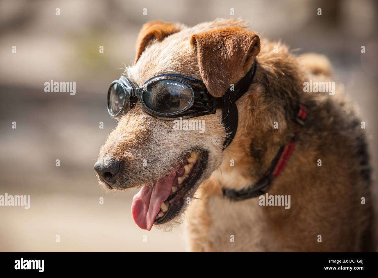 Patterdale terrier dog wearing protective goggles Stock Photo