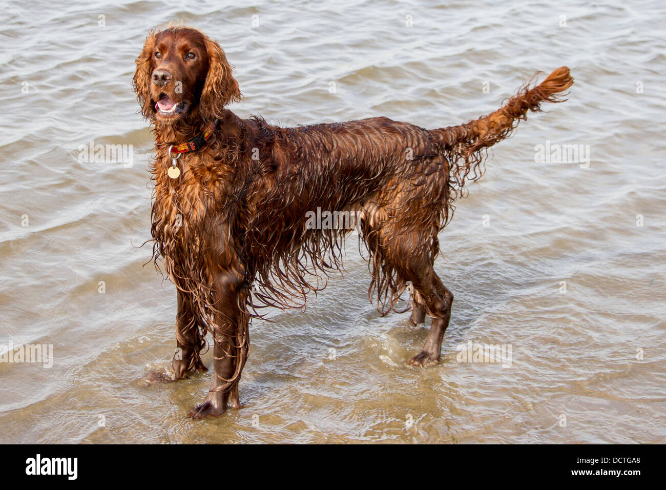 Irish setter dog standing in water on 