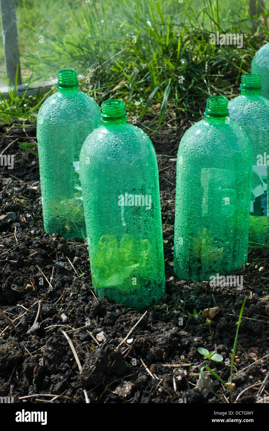 Recycled plastic drink bottles being used as mini greenhouse on a London  allotment Stock Photo - Alamy, image size:867x1390