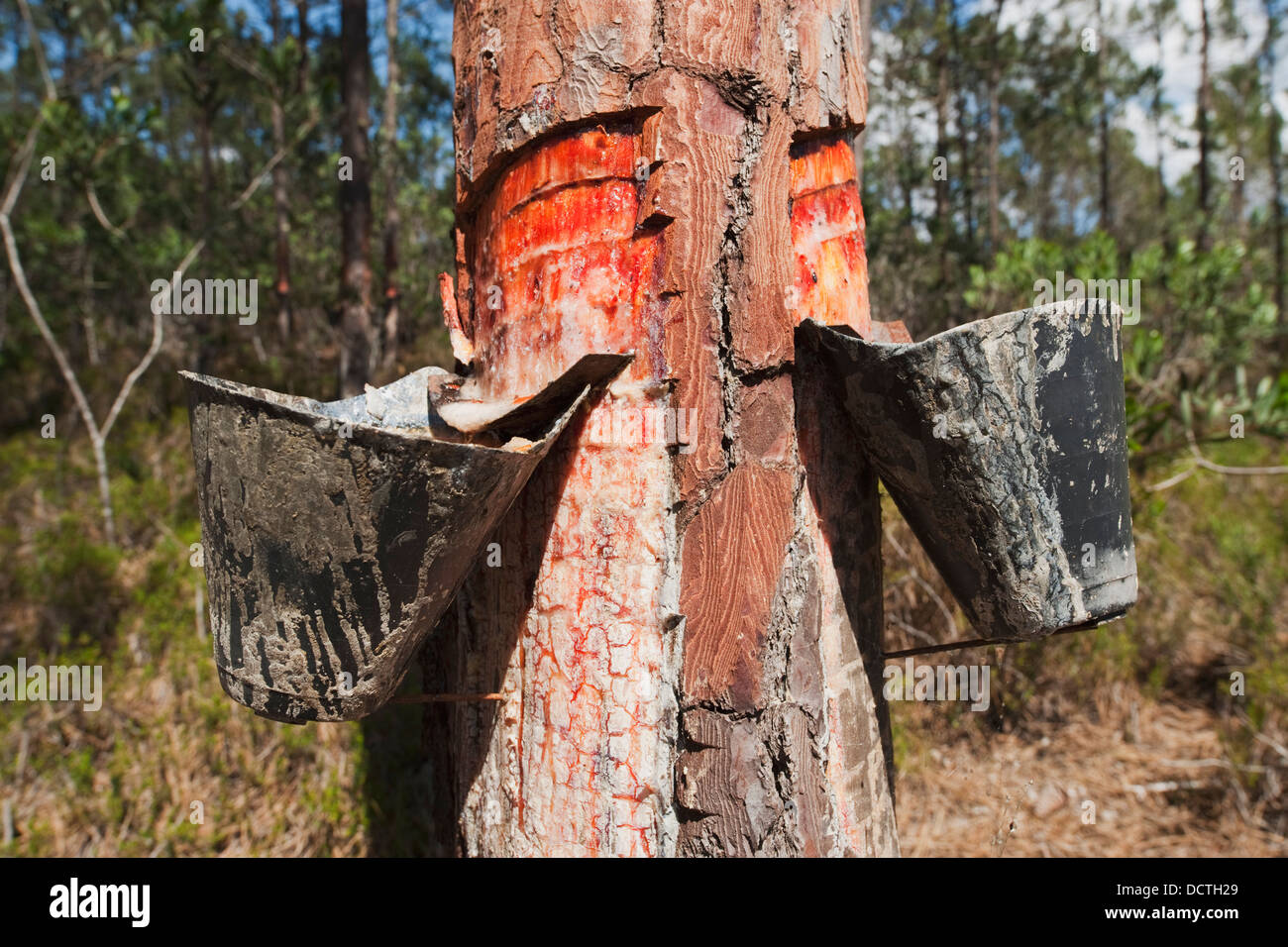 Pine Tree Resin Being Drained In Leiria's Pine Forest; Leiria, Estremadura And Ribatejo, Portugal Stock Photo