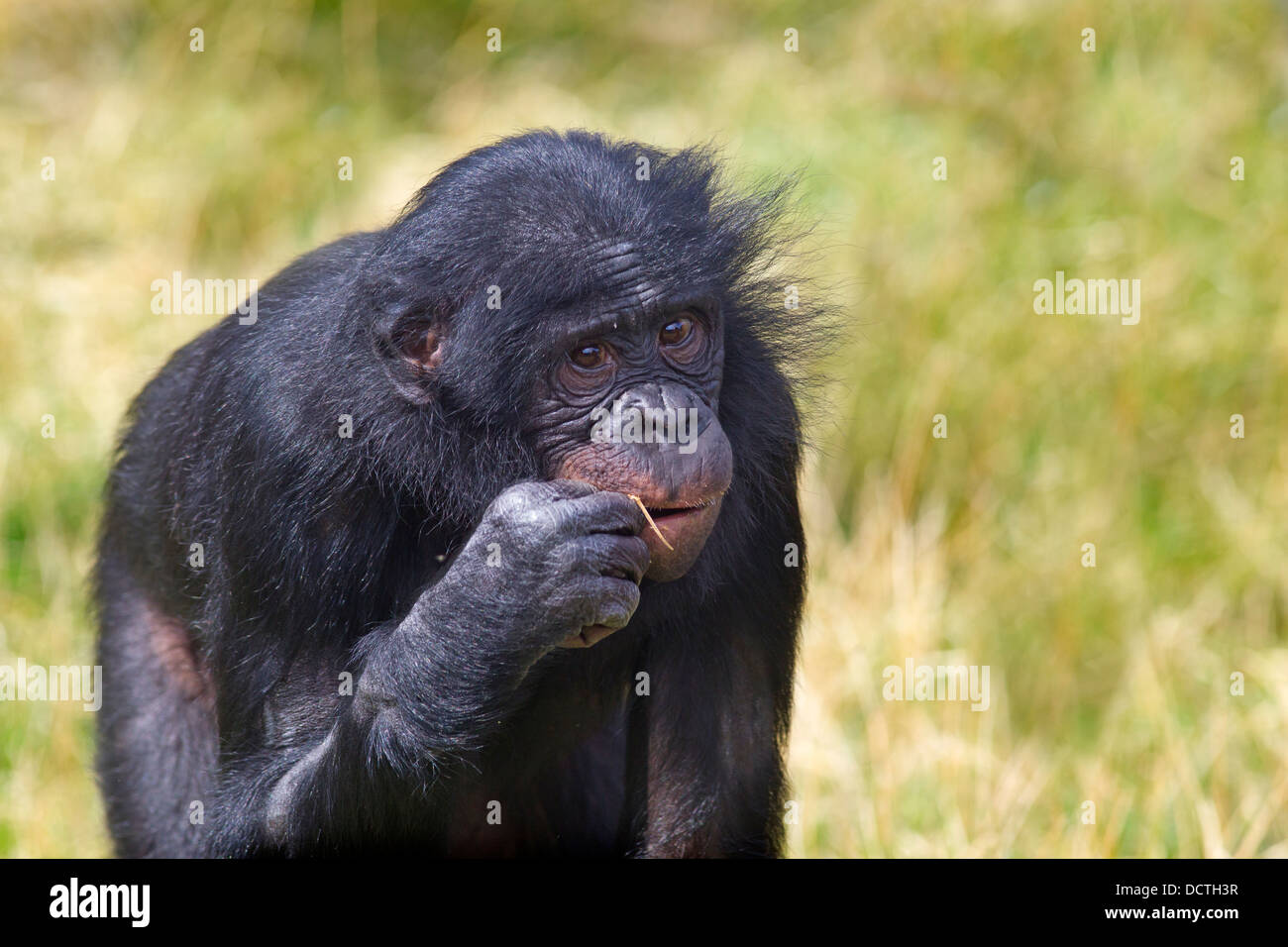 Bonobo or Dwarf Chimpanzee Pan paniscus Captive portrait Stock Photo