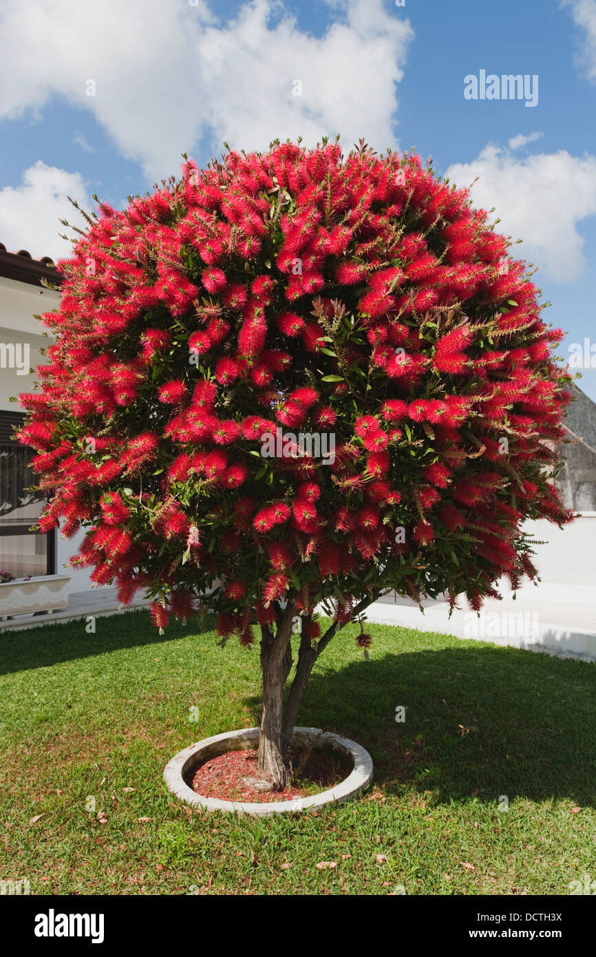 The Bottlebrush Tree; Leiria, Estremadura And Ribatejo, Portugal Stock Photo
