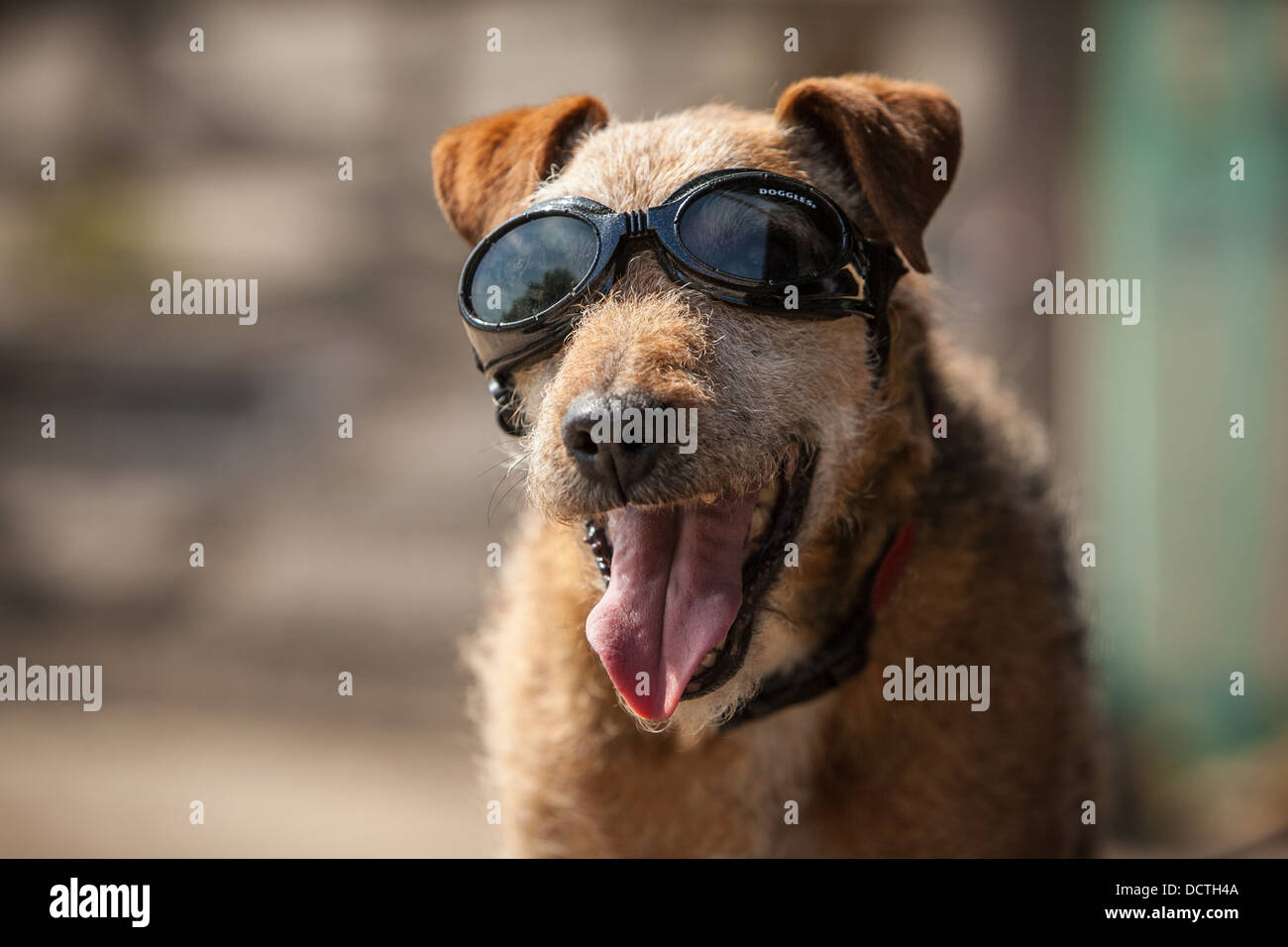 Patterdale terrier dog wearing protective goggles Stock Photo