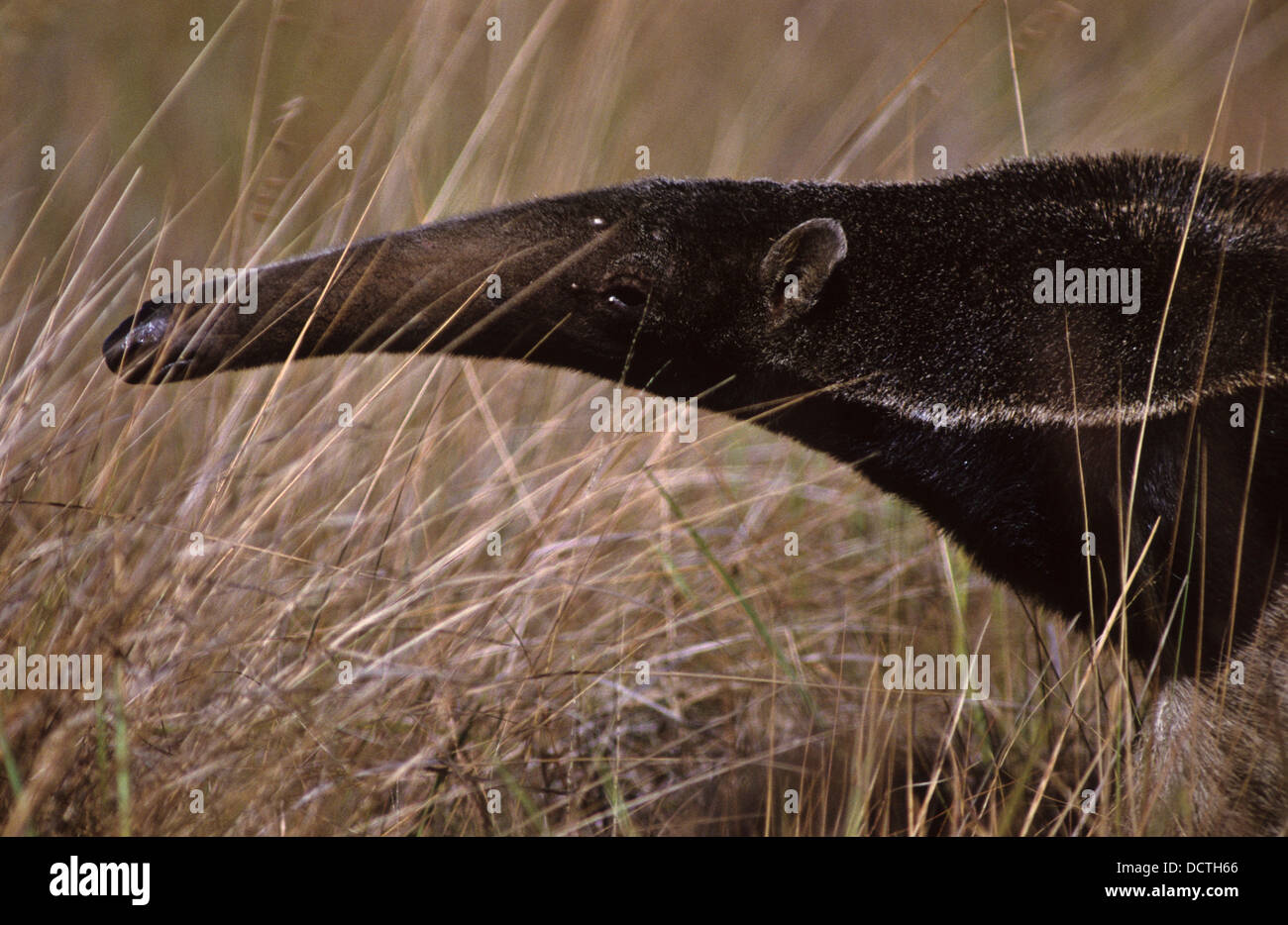 Giant anteater ( Myrmecophaga tridactyla ), in portuguese known as tamanduá-bandeira, Bananal Island, Brazil Stock Photo