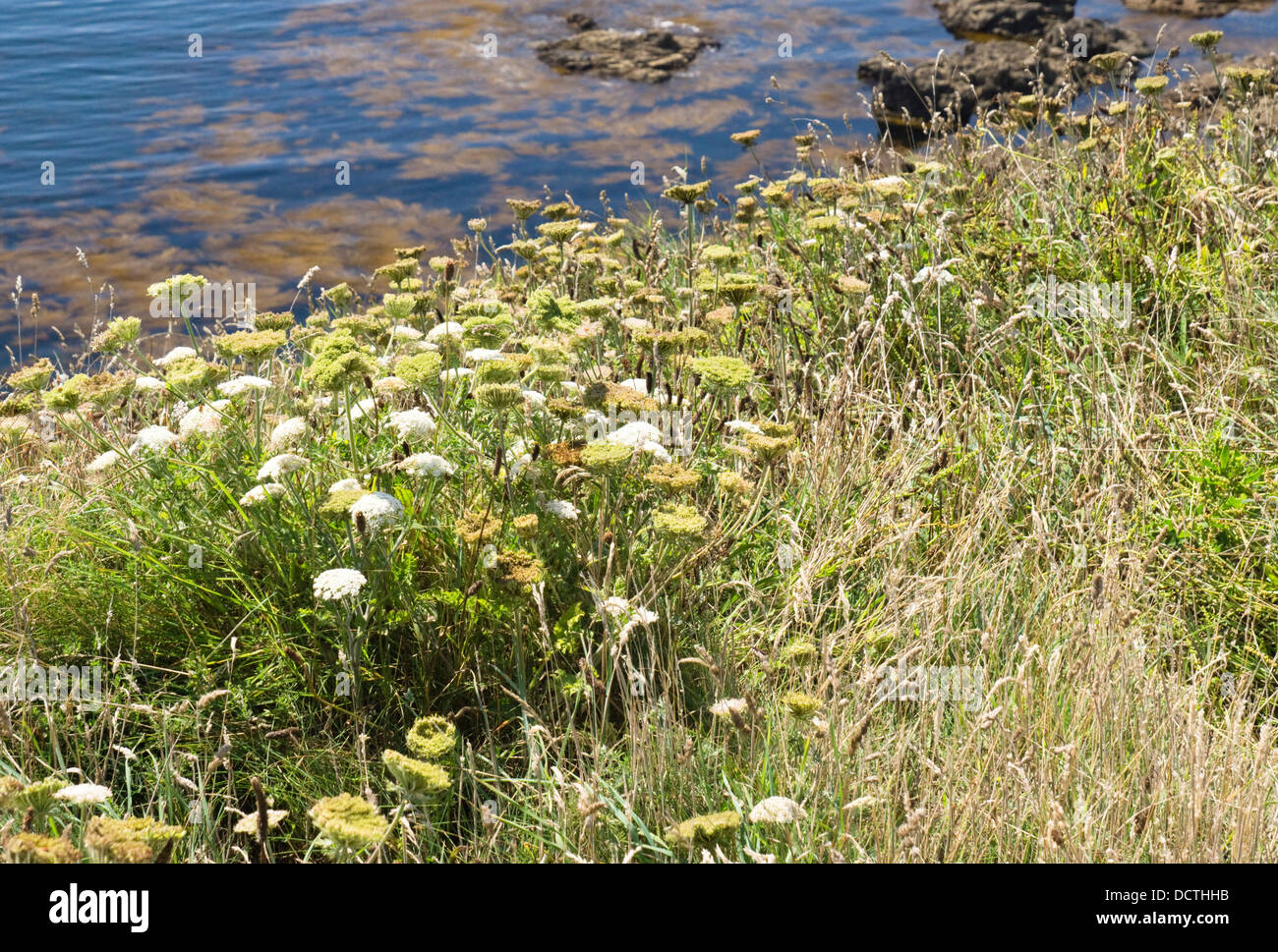 The Lizard Peninsula, Cornwall England UK. Coastal wildflowers Stock