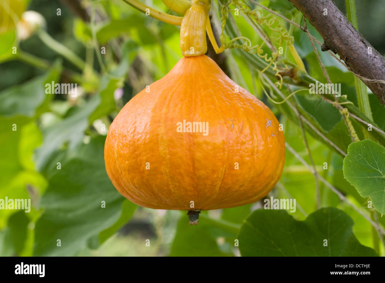 Squash growing on a frame for support. Stock Photo