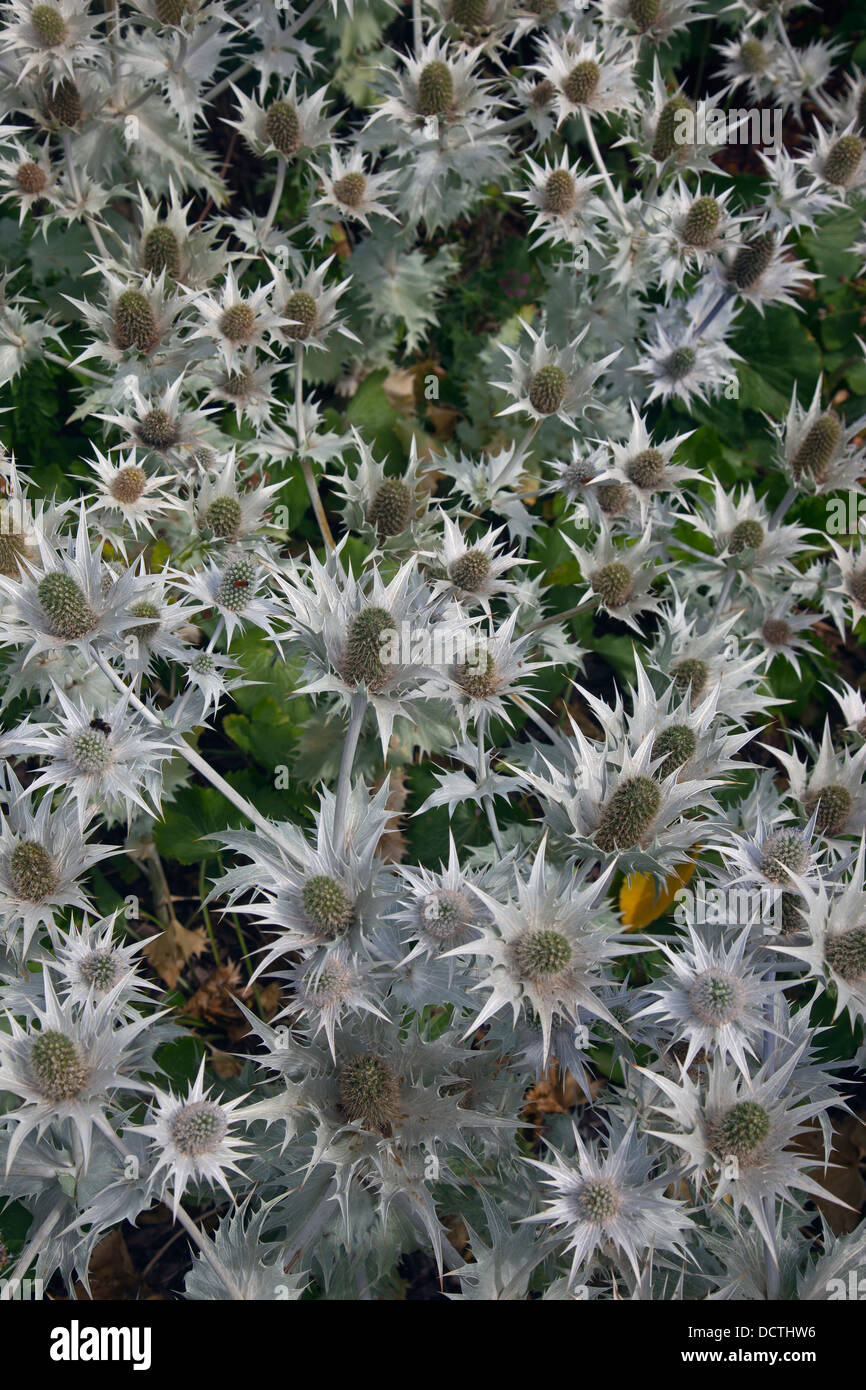 Eryngium giganteum (Miss Willmott's ghost Stock Photo Alamy