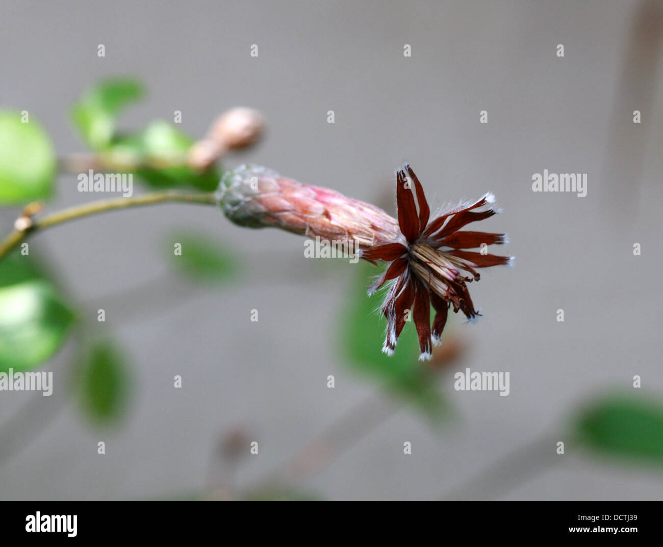 Barnadesia caryophylla, Asteraceae. Peru and Bolivia, South America. Stock Photo