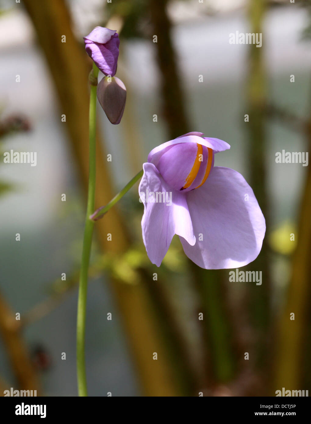 Bladderwort Flower, Utricularia reniformis, Lentibulariaceae. Brazil, South America. Stock Photo