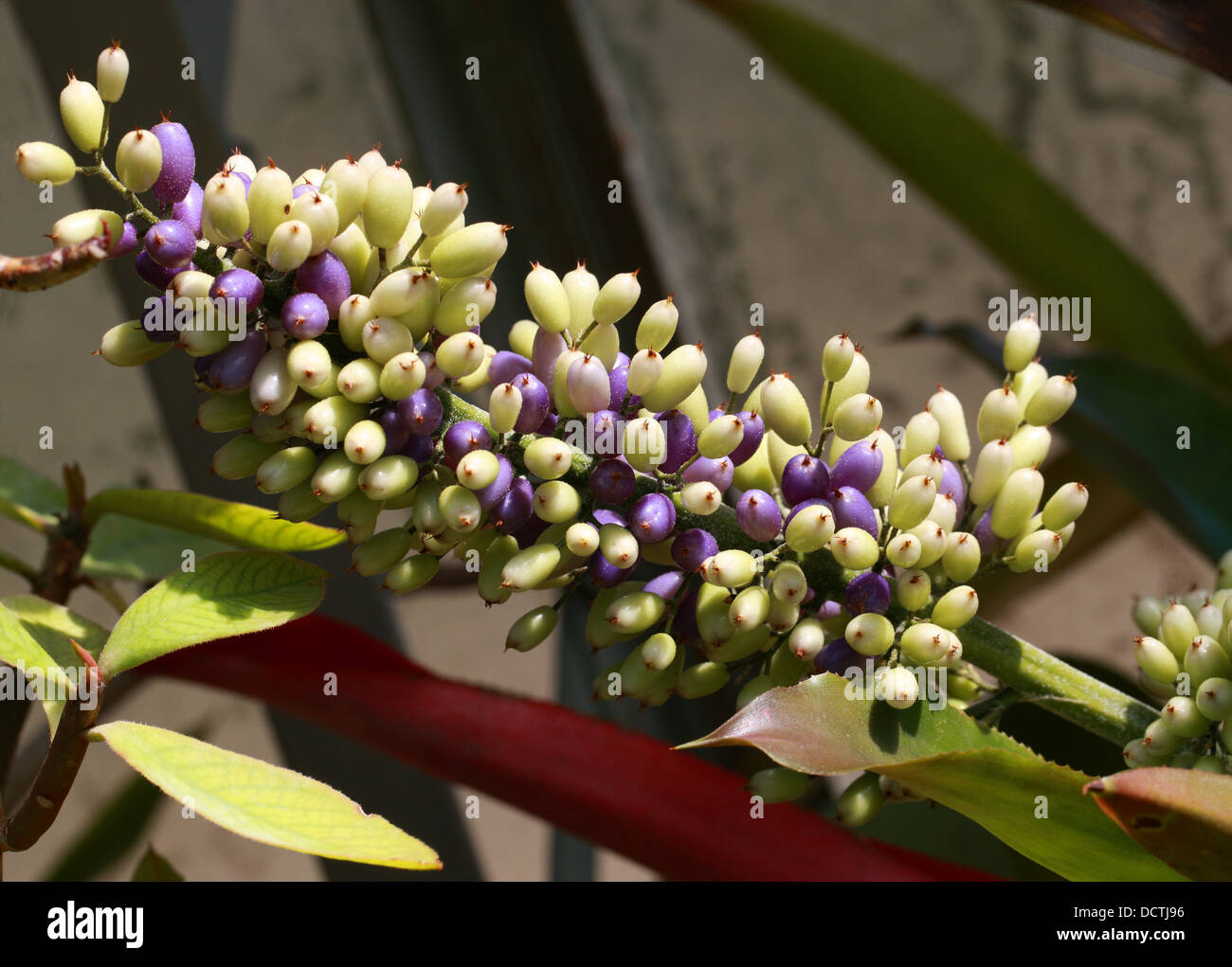 Bromeliad, Aechmea mexicana, Bromeliaceae. South Mexico to Ecuador. Stock Photo