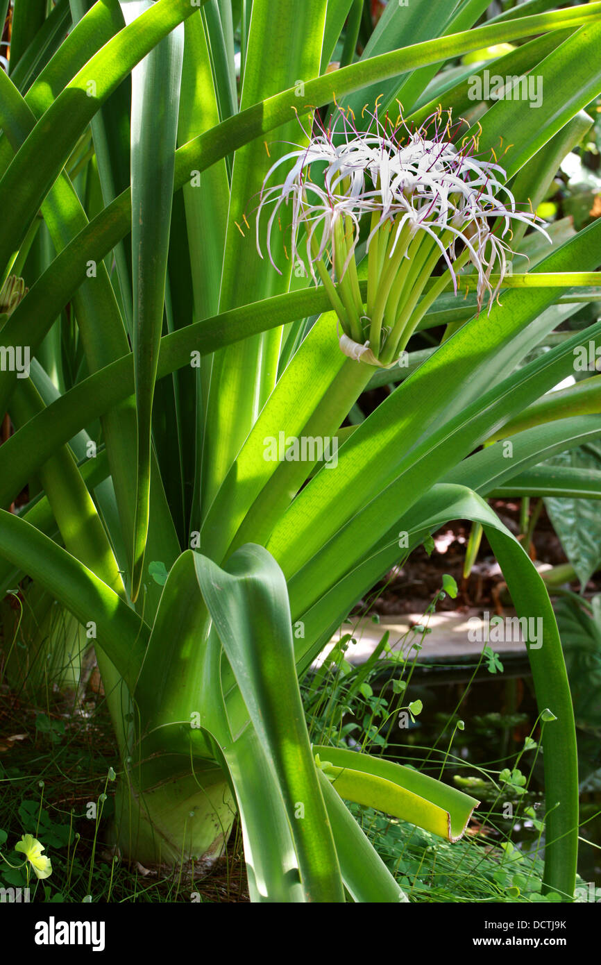 Lys de Midlands, Crinum mauritianum, Amaryllidaceae. A Rare Lily from Mauritius, Madagascar, Africa. Stock Photo