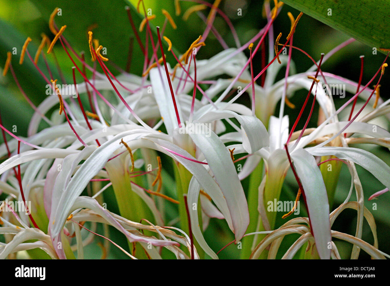 Lys de Midlands, Crinum mauritianum, Amaryllidaceae. A Rare Lily from Mauritius, Madagascar, Africa. Stock Photo