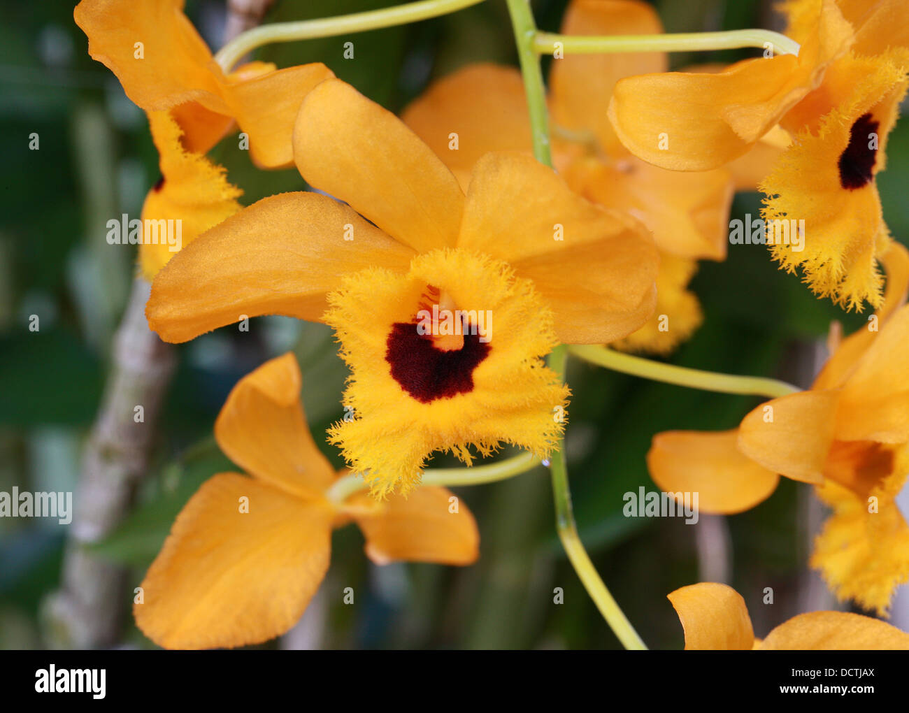 Dendrobium fimbriatum var. oculatum, Orchidaceae. An Orchid Originating in Nepal, India and China. Stock Photo