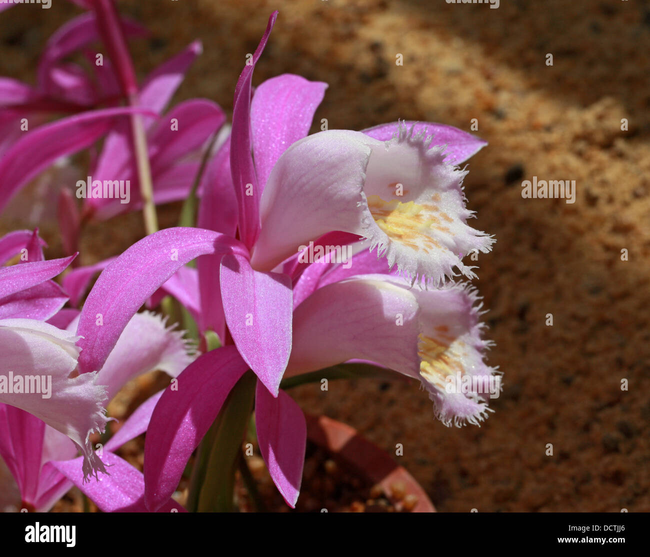 Windowsill Orchid or Taiwan Pleione, Pleione formosana, Orchidaceae. Syn. Pleione pricei, Pleione hui. Formosa, Taiwan. Stock Photo