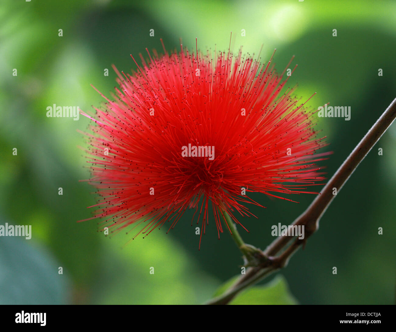 Red Powder Puff, Calliandra haematocephala, Fabaceae. Brazil, South