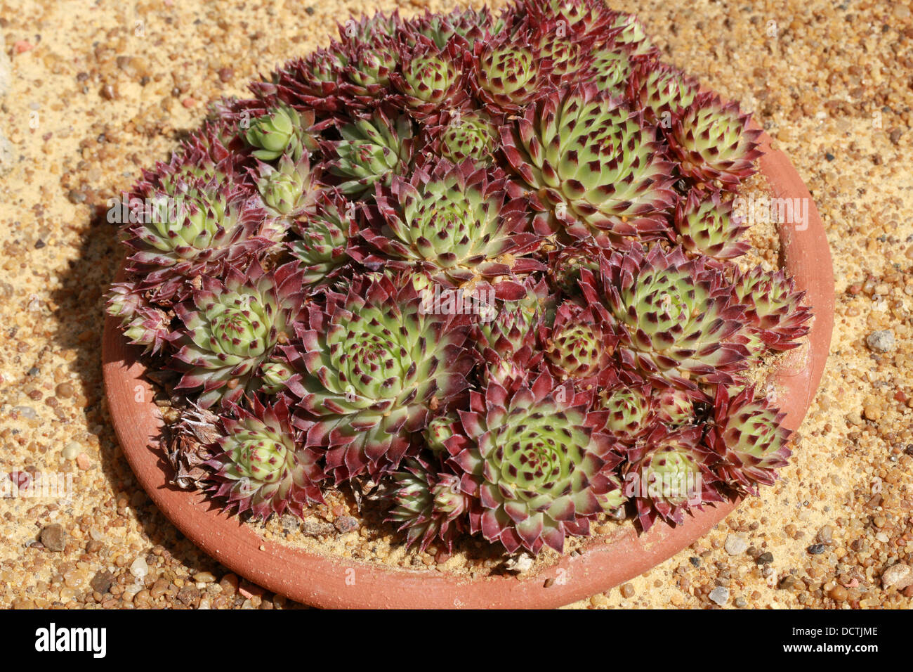 Sempervivum calcareum, Crassulaceae, French Alps, France. Stock Photo