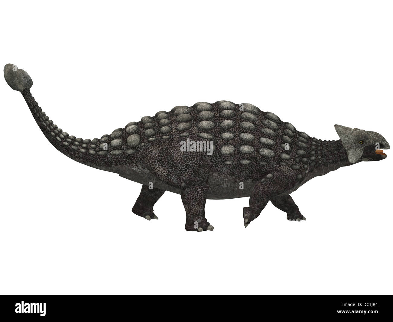 A huge armored dinosaur, Ankylosaurus was a herbivore from the Cretaceous Era. Stock Photo