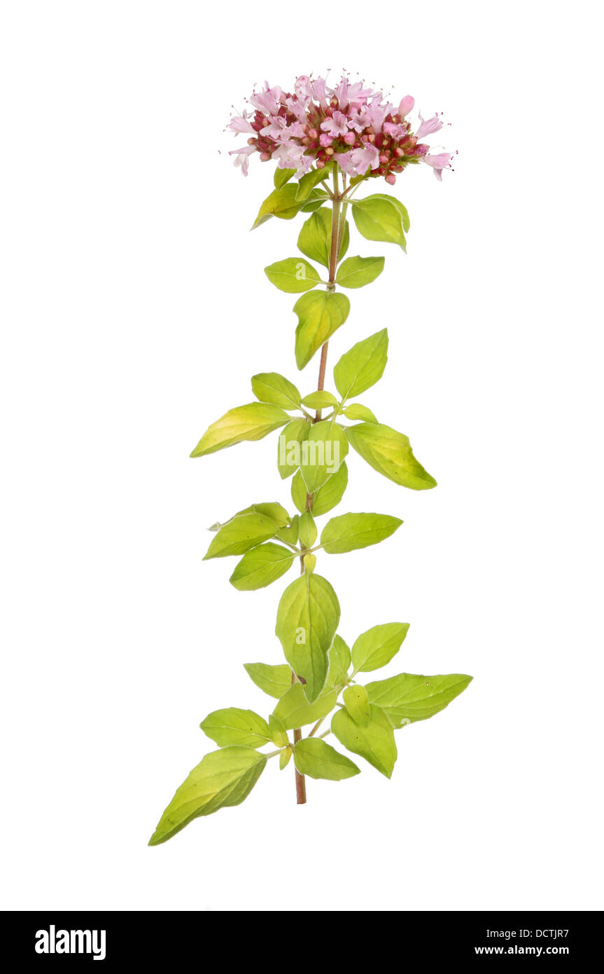 Flowering marjoram isolated a against white Stock Photo Alamy