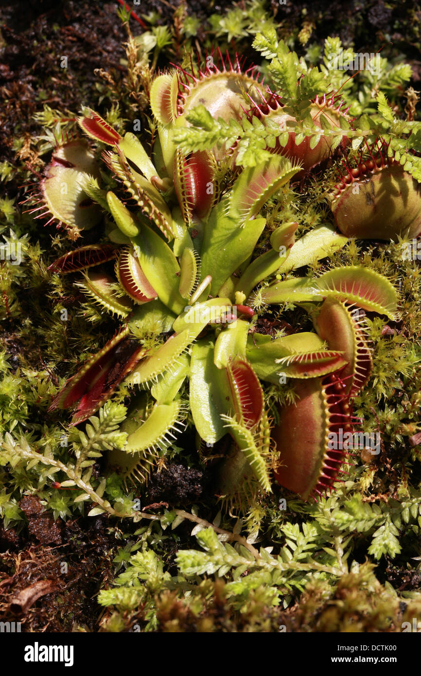 Venus Flytrap, Dionaea muscipula, Droseraceae. North Carolina, USA, North America. A carnivorous plant. Stock Photo