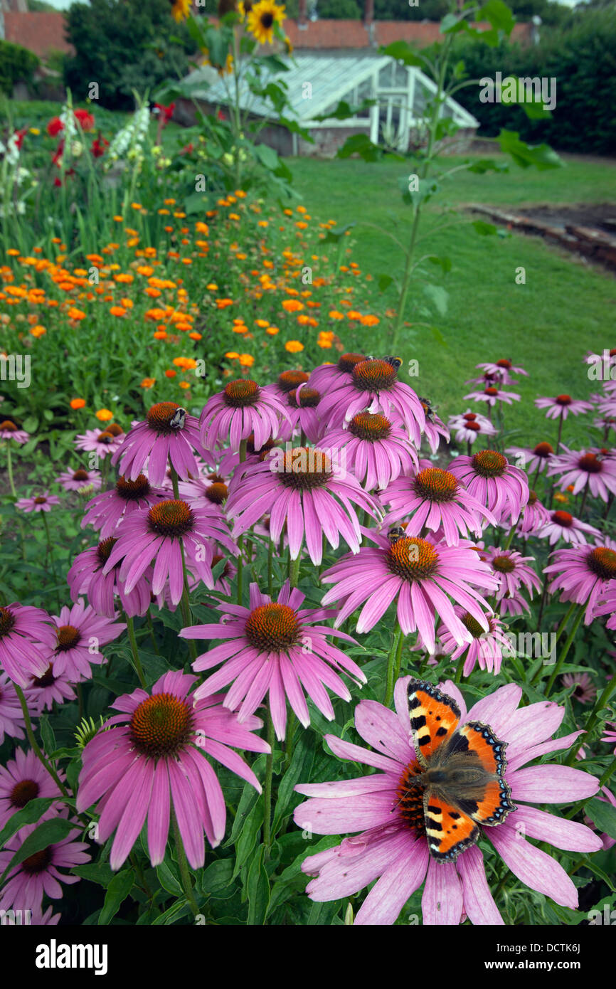 Small Tortoiseshell Butterfly on cone flowers in garden with greenhouse in the background Stock Photo