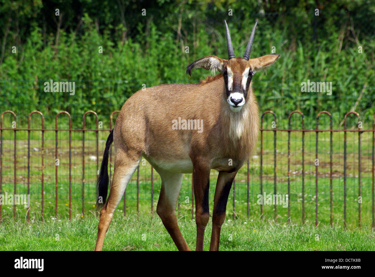 Roan Antelope  Hippotragus equinus,  at Chester Zoo Stock Photo