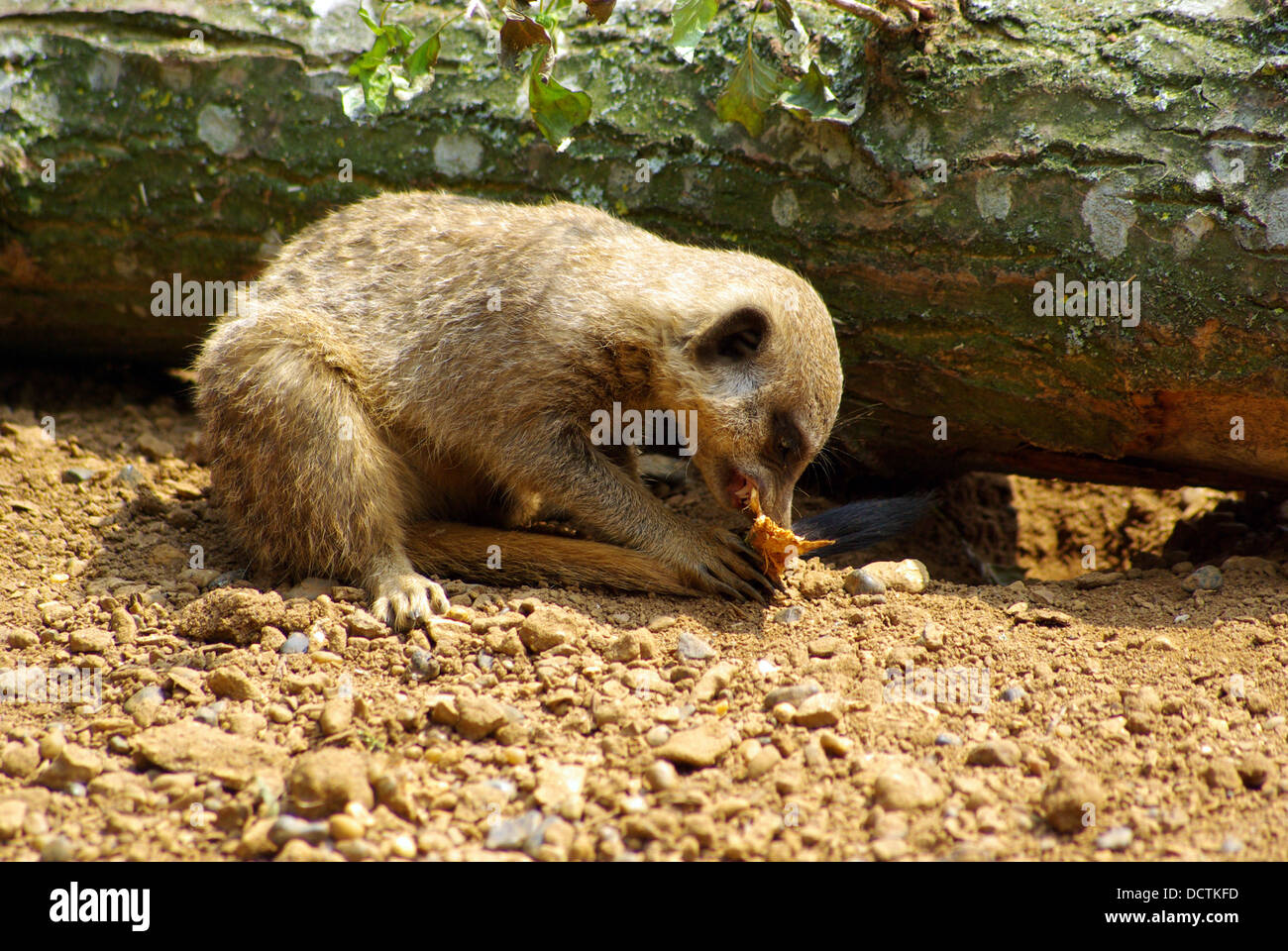 Meerkat eating bark of a log Chester Zoo Stock Photo