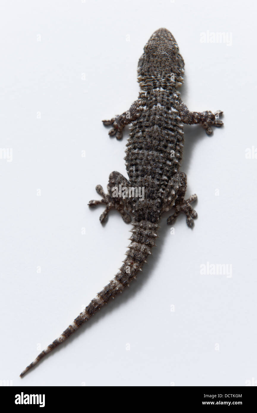 A Lizard; Tarifa, Cadiz, Andalusia, Spain Stock Photo