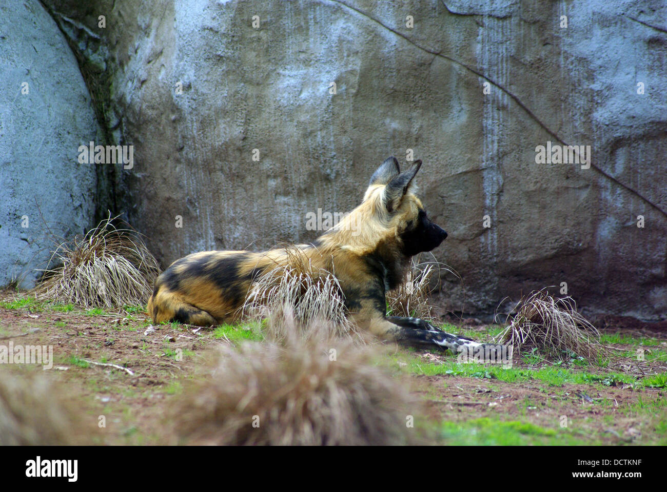 African painted dog in repose  Chester Zoo Stock Photo