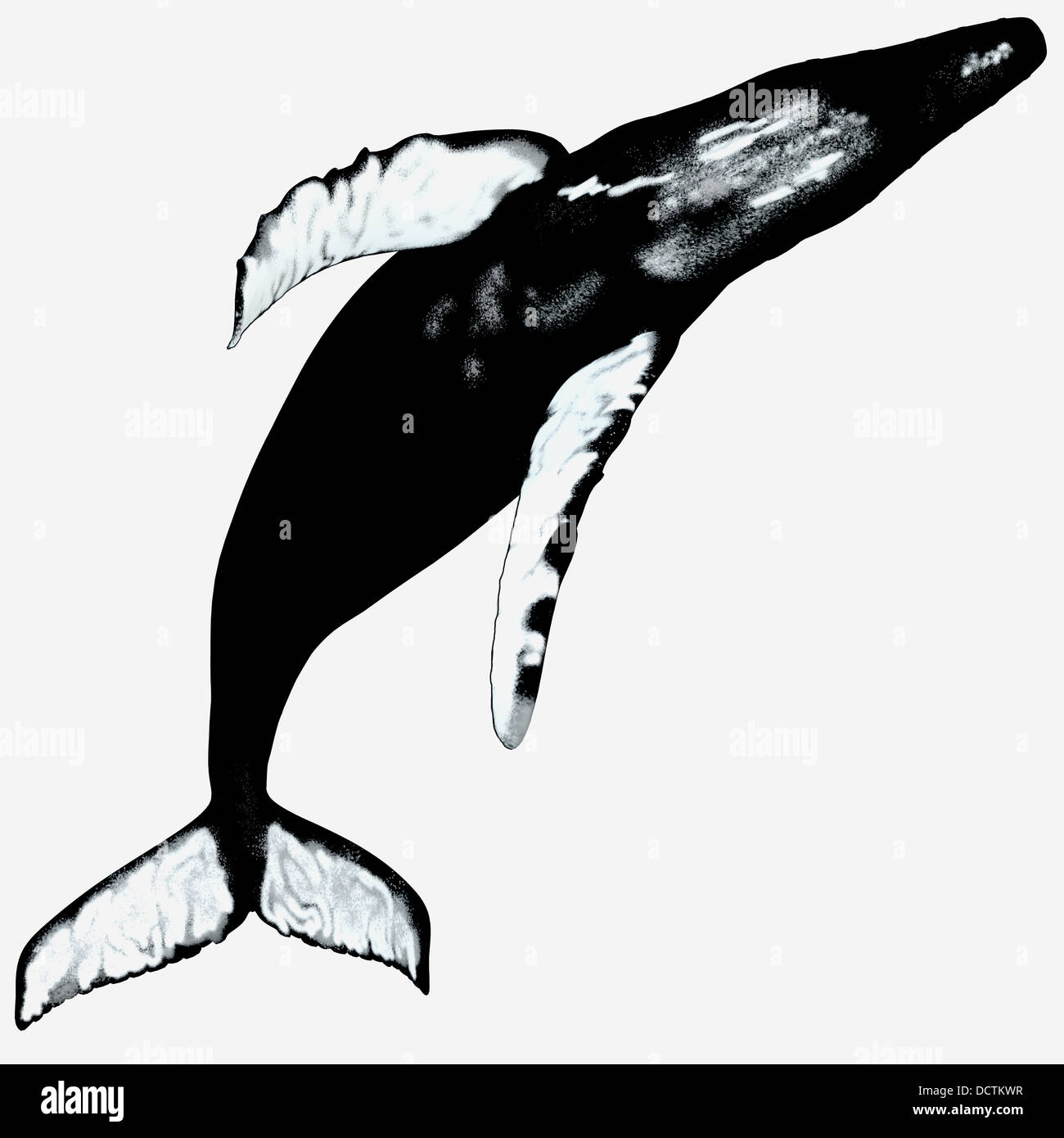 The Humpback is a air-breathing marine mammal and is a species of baleen whale. Stock Photo