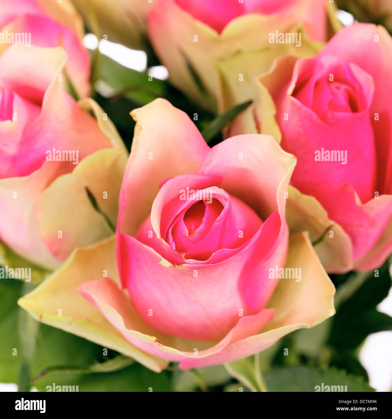 crop of roses Stock Photo - Alamy