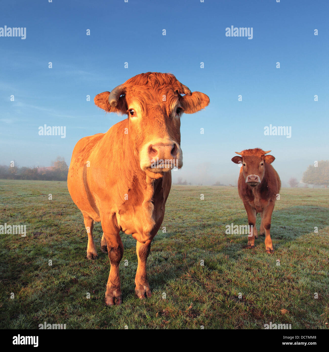 cow and calf Stock Photo - Alamy