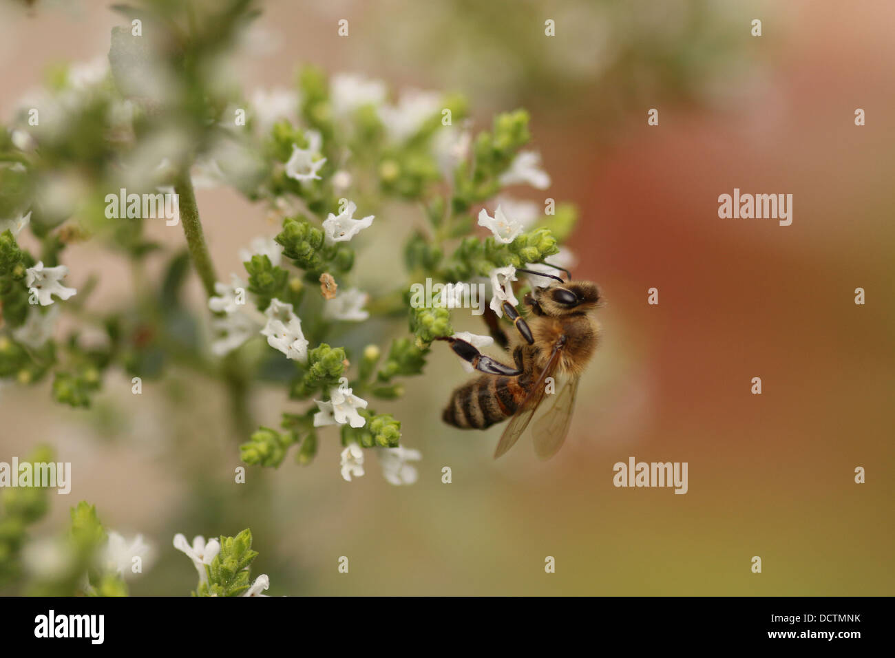 bee honey insect feeding from a oregano flower Stock Photo Alamy