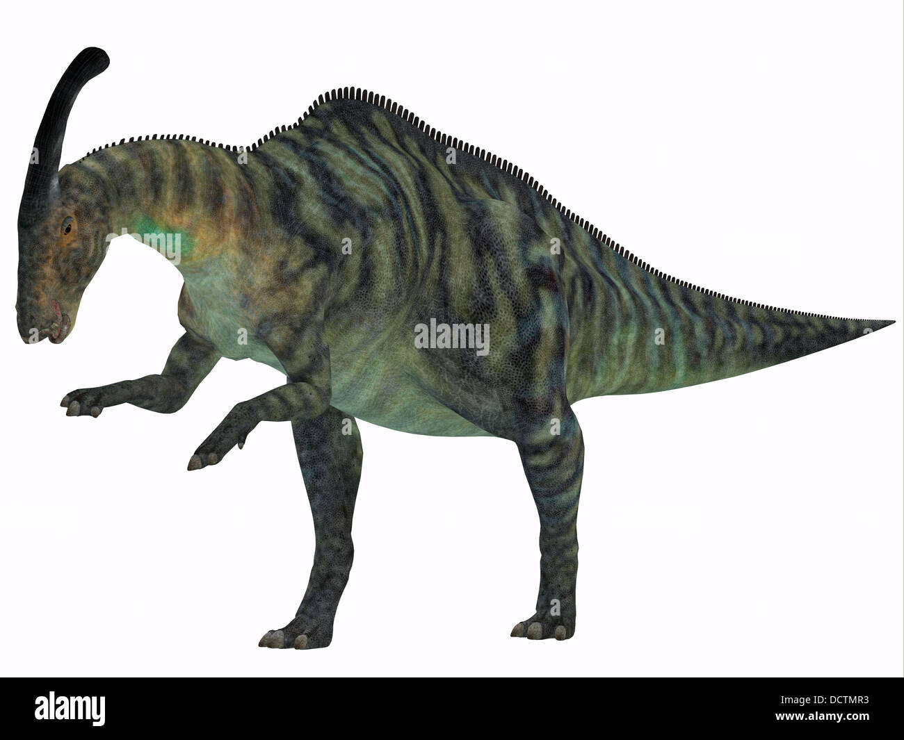 Parasaurolophus was a herbivorous hadrasaur that lived during the Cretaceous Period and was bipedal and a quadruped. Stock Photo