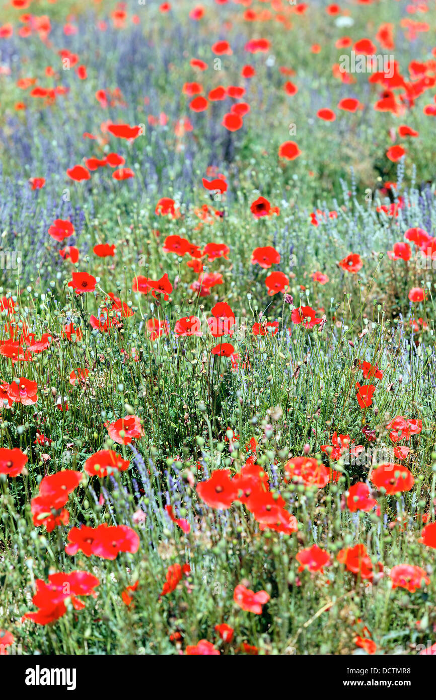 rich poppy and lavender field Stock Photo