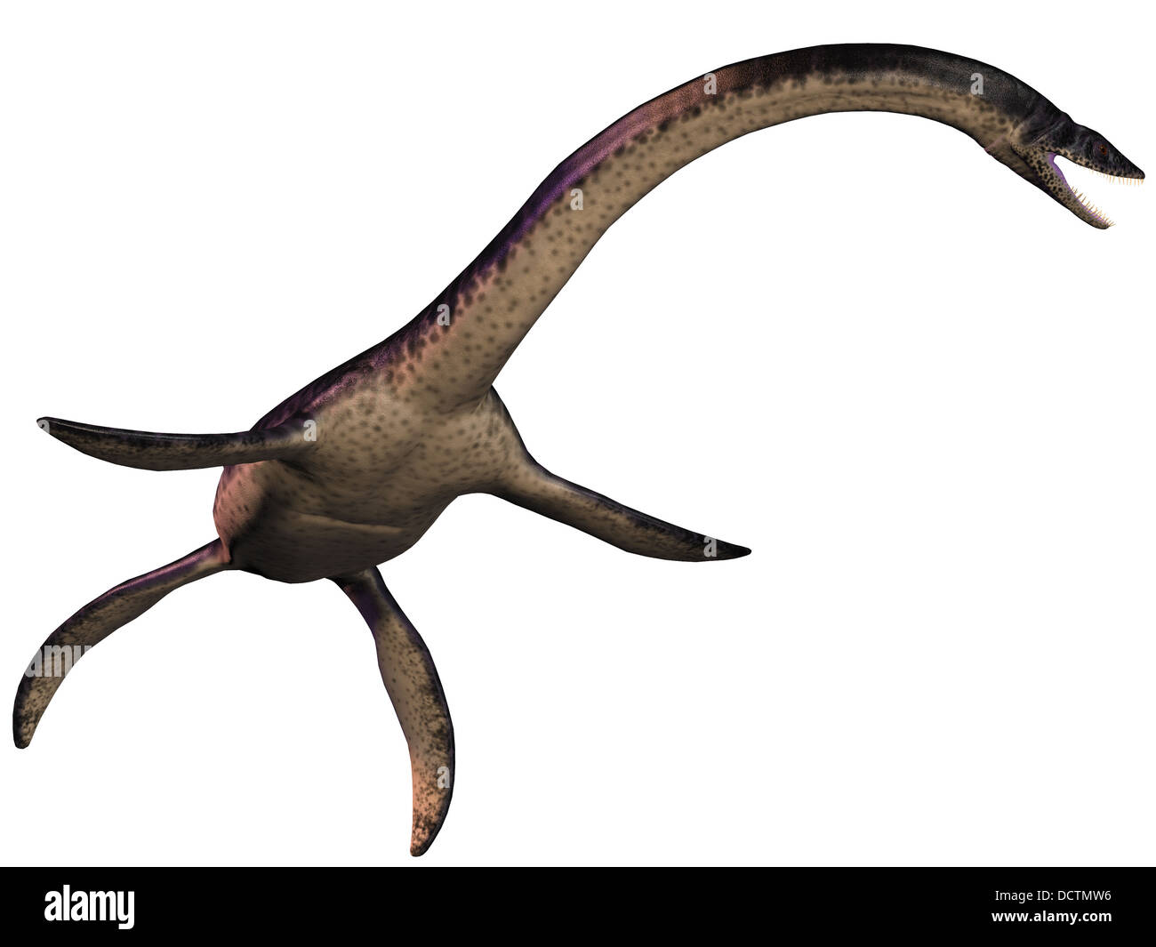 Plesiosaurus was a marine predatory reptile in the Jurassic Era. Stock Photo