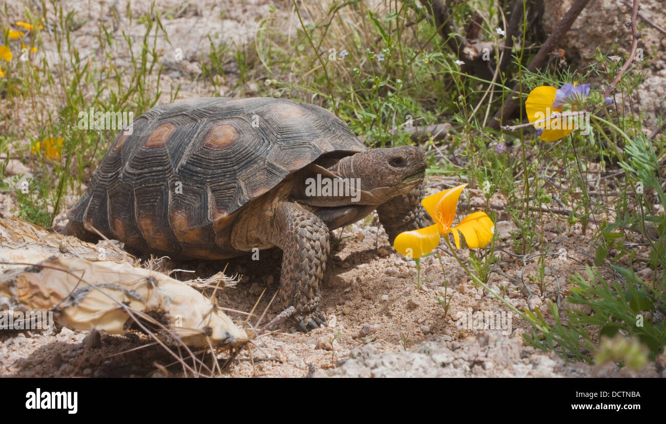 Desert Tortoise (Gopherus Agassizii) Passes A Gold Poppy (Eschscholzia Sp.) In Rocky Desert Upland; Arizona Stock Photo