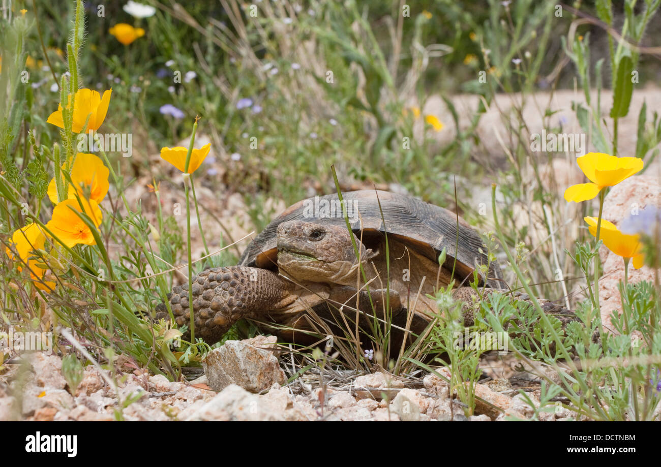 Desert Tortoise (Gopherus Agassizii) Passes A Gold Poppy (Eschscholzia Sp.) In Rocky Desert Upland; Arizona Stock Photo