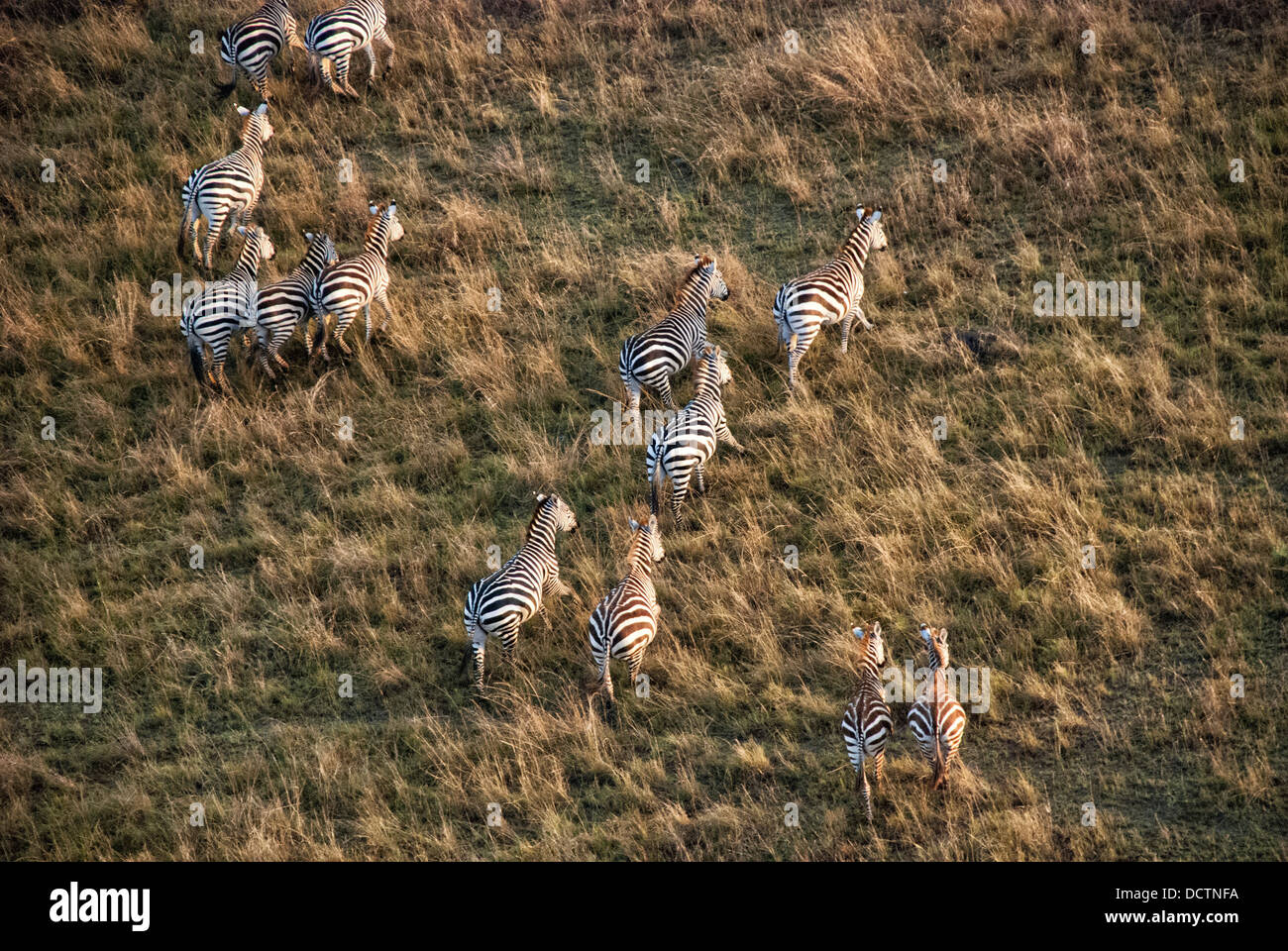 Aerial view of a herd or dazzle of Burchell's Zebras, Equus quagga, Masai Mara National Reserve, Kenya, Africa Stock Photo