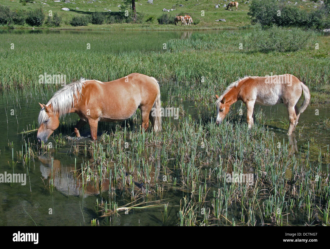 Horses in val Daone.Trent. Stock Photo