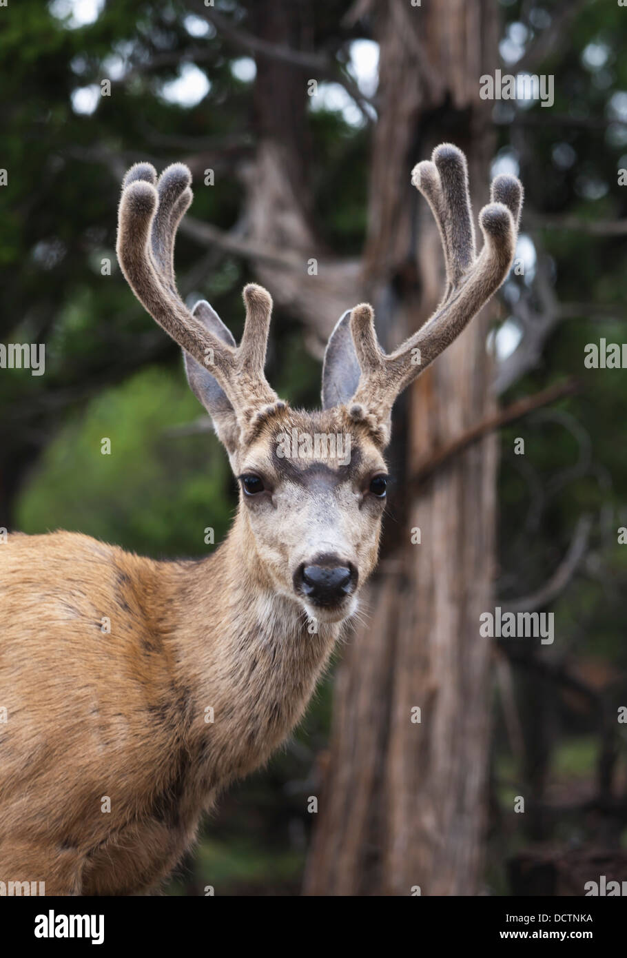 Mule Deer Buck (Odocoilus Hemionus) With Antlers In Velvet In Pinon-Juniper Woodland Along South Rim Of The Grand Canyon Arizona Stock Photo