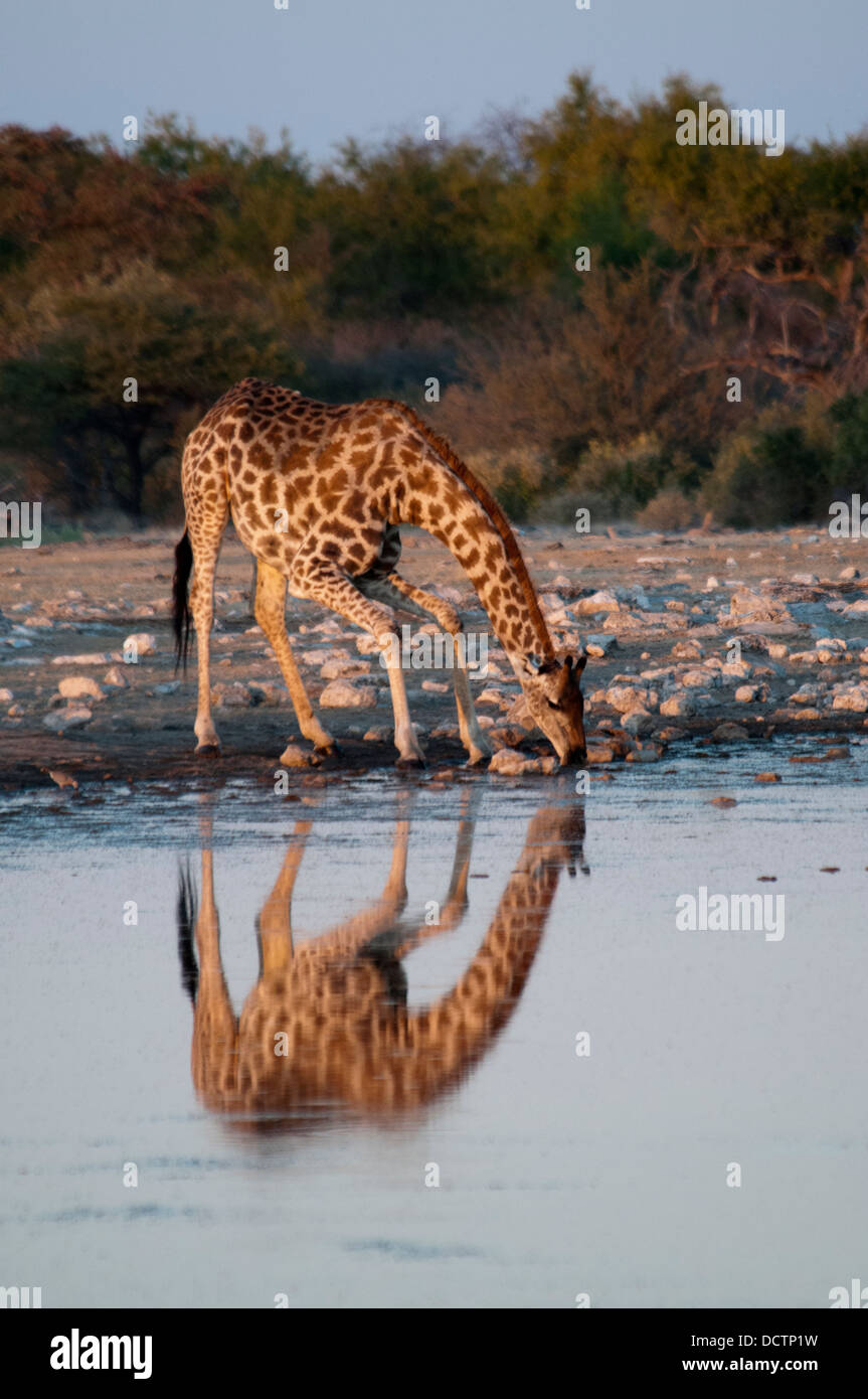 Giraffe, Giraffa camelopardalis, and its reflection, drinking at a waterhole in Etosha National Park, Namibia, Africa Stock Photo