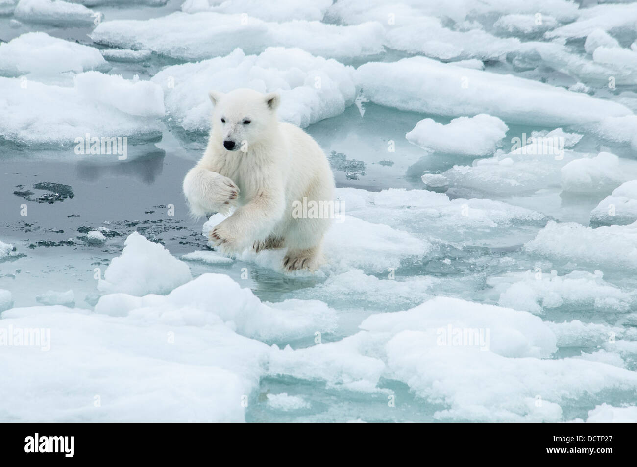 Cute Polar Bear Cub, Ursus maritimus, jumping to an ice floe on the Olgastretet Pack Ice, Svalbard Archipelago, Norway Stock Photo